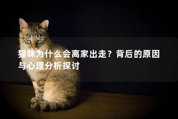 猫咪为什么会离家出走？背后的原因与心理分析探讨