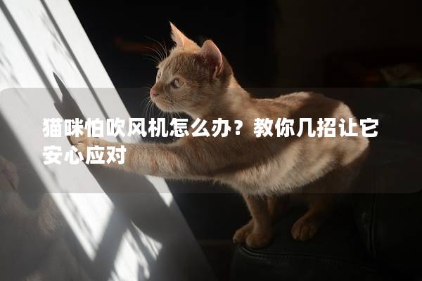 猫咪怕吹风机怎么办？教你几招让它安心应对