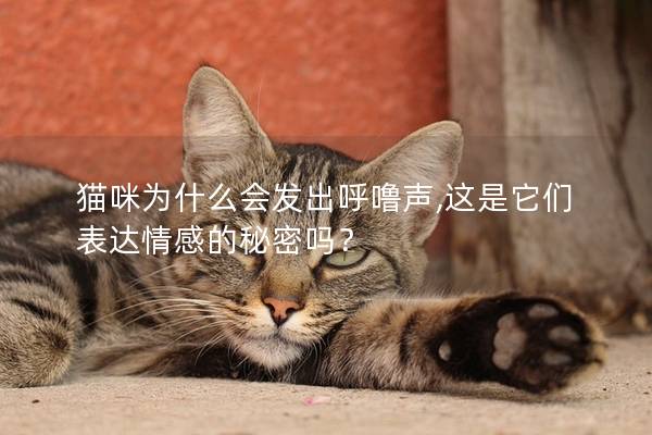 猫咪为什么会发出呼噜声,这是它们表达情感的秘密吗？