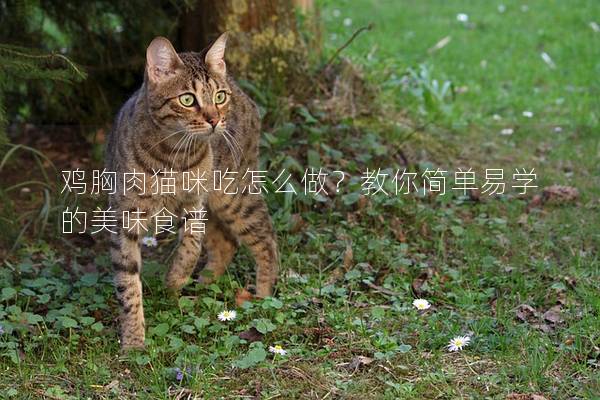 鸡胸肉猫咪吃怎么做？教你简单易学的美味食谱