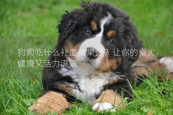 狗狗吃什么补血效果好？让你的爱犬健康又活力满满