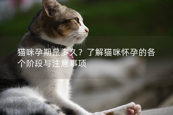 猫咪孕期是多久？了解猫咪怀孕的各个阶段与注意事项