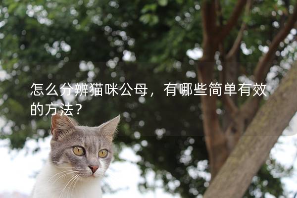 怎么分辨猫咪公母，有哪些简单有效的方法？