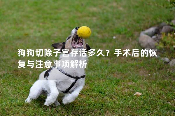 狗狗切除子宫存活多久？手术后的恢复与注意事项解析