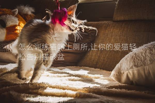 怎么训练猫咪上厕所,让你的爱猫轻松告别猫砂盆