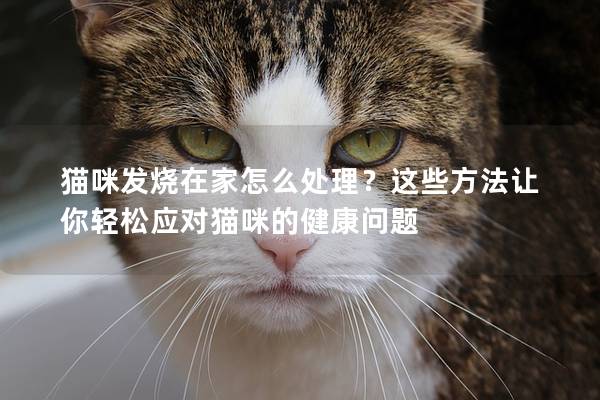 猫咪发烧在家怎么处理？这些方法让你轻松应对猫咪的健康问题