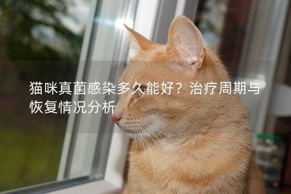 猫咪真菌感染多久能好？治疗周期与恢复情况分析