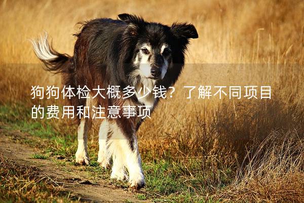 狗狗体检大概多少钱？了解不同项目的费用和注意事项