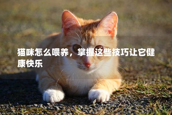 猫咪怎么喂养，掌握这些技巧让它健康快乐