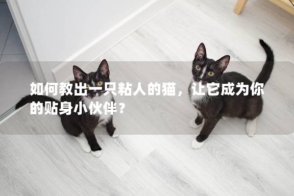 如何教出一只粘人的猫，让它成为你的贴身小伙伴？