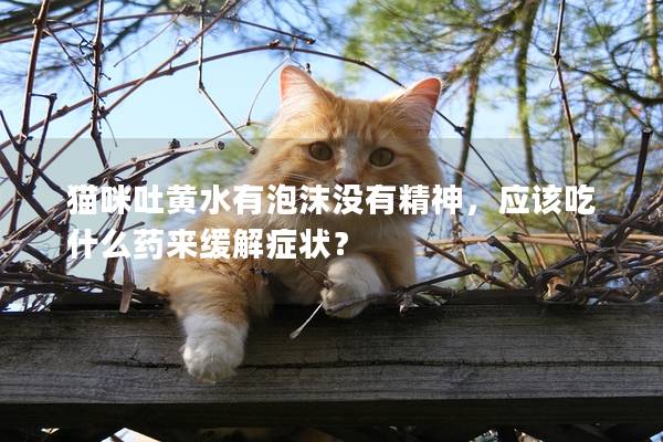 猫咪吐黄水有泡沫没有精神，应该吃什么药来缓解症状？