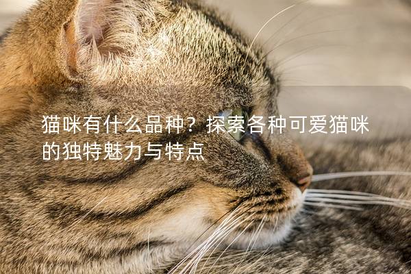 猫咪有什么品种？探索各种可爱猫咪的独特魅力与特点