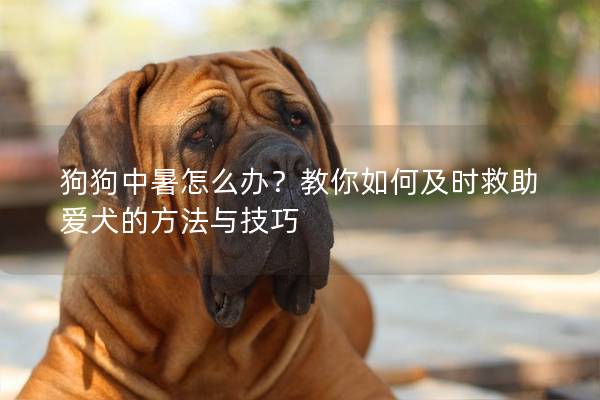 狗狗中暑怎么办？教你如何及时救助爱犬的方法与技巧