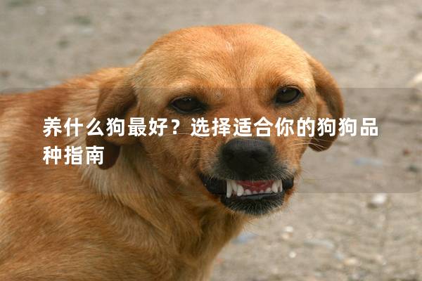 养什么狗最好？选择适合你的狗狗品种指南