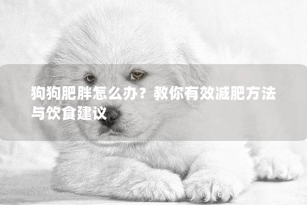 狗狗肥胖怎么办？教你有效减肥方法与饮食建议