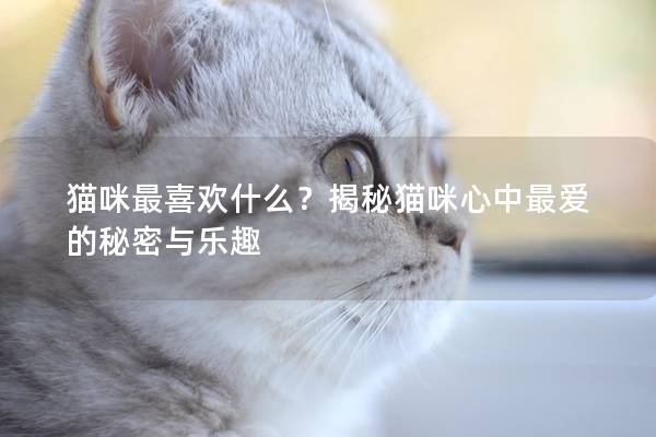 猫咪最喜欢什么？揭秘猫咪心中最爱的秘密与乐趣