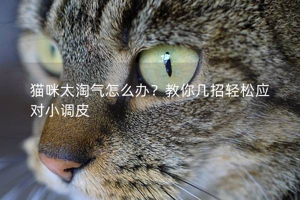 猫咪太淘气怎么办？教你几招轻松应对小调皮