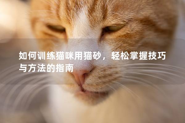 如何训练猫咪用猫砂，轻松掌握技巧与方法的指南