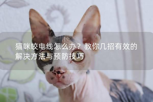 猫咪咬电线怎么办？教你几招有效的解决方法与预防技巧