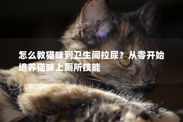 怎么教猫咪到卫生间拉尿？从零开始培养猫咪上厕所技能