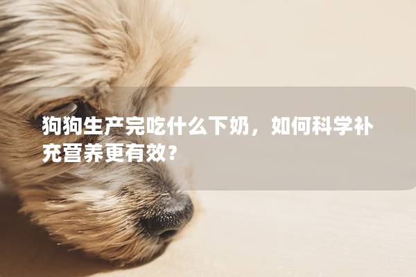 狗狗生产完吃什么下奶，如何科学补充营养更有效？