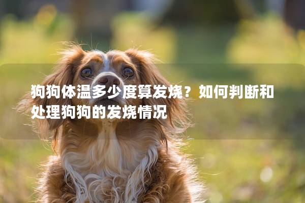 狗狗体温多少度算发烧？如何判断和处理狗狗的发烧情况