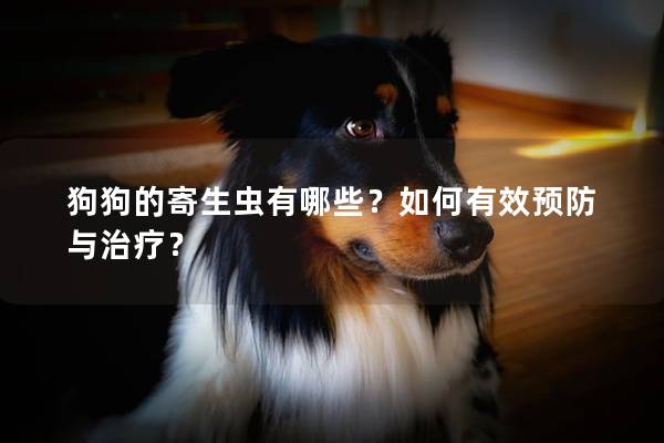 狗狗的寄生虫有哪些？如何有效预防与治疗？