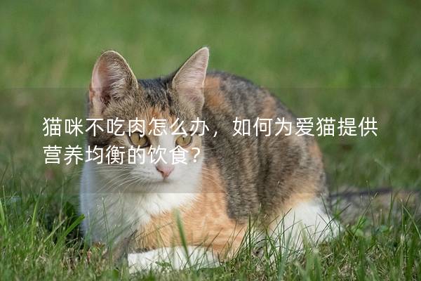 猫咪不吃肉怎么办，如何为爱猫提供营养均衡的饮食？