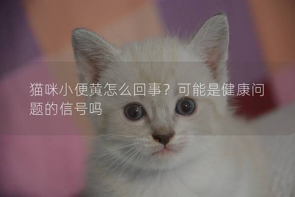 猫咪小便黄怎么回事？可能是健康问题的信号吗