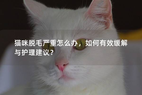 猫咪脱毛严重怎么办，如何有效缓解与护理建议？