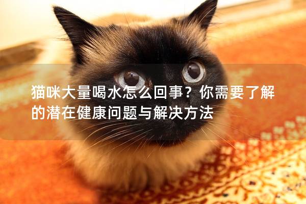 猫咪大量喝水怎么回事？你需要了解的潜在健康问题与解决方法