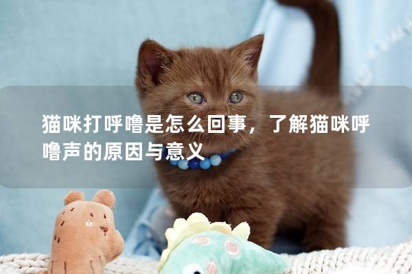 猫咪打呼噜是怎么回事，了解猫咪呼噜声的原因与意义