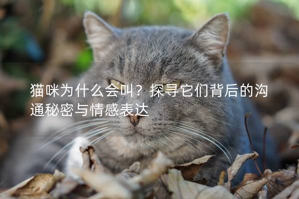 猫咪为什么会叫？探寻它们背后的沟通秘密与情感表达