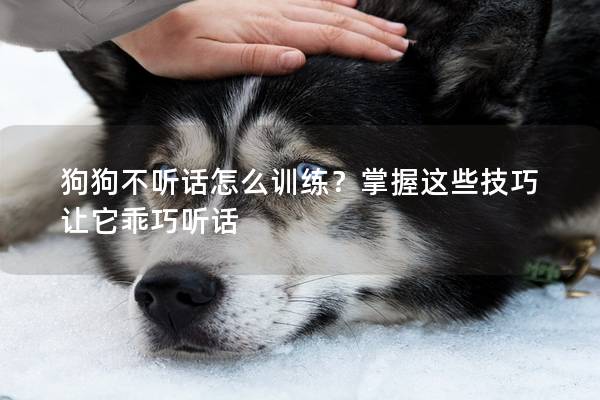 狗狗不听话怎么训练？掌握这些技巧让它乖巧听话