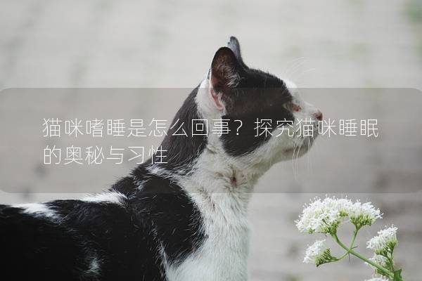 猫咪嗜睡是怎么回事？探究猫咪睡眠的奥秘与习性