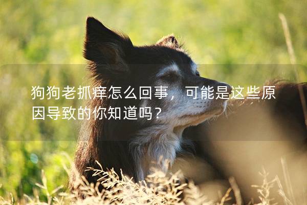 狗狗老抓痒怎么回事，可能是这些原因导致的你知道吗？