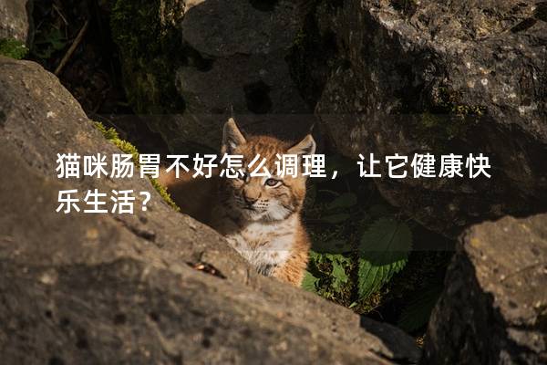 猫咪肠胃不好怎么调理，让它健康快乐生活？