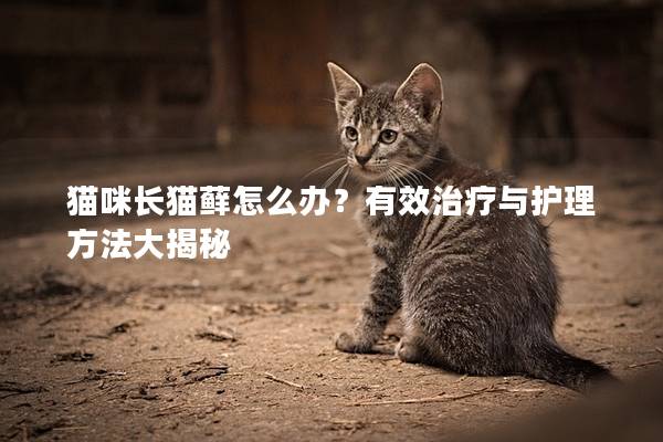 猫咪长猫藓怎么办？有效治疗与护理方法大揭秘