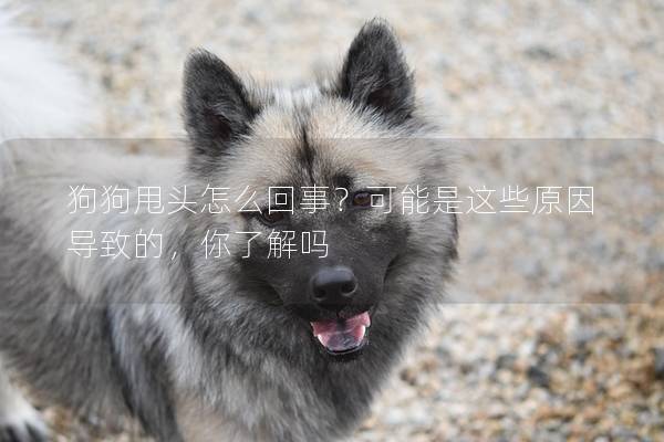狗狗甩头怎么回事?可能是这些原因导致的,你了解吗