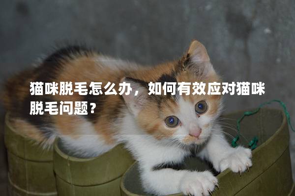 猫咪脱毛怎么办，如何有效应对猫咪脱毛问题？