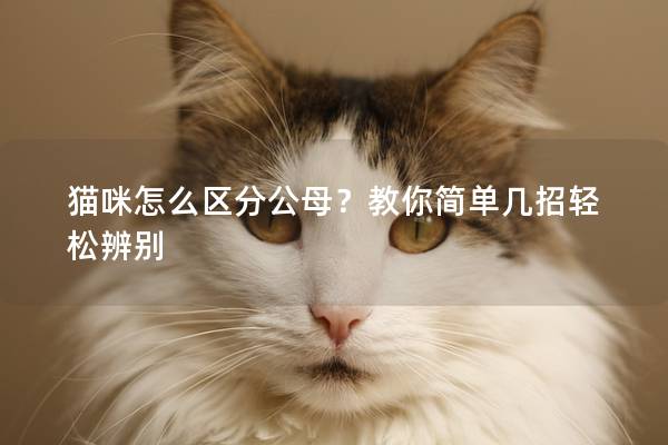 猫咪怎么区分公母？教你简单几招轻松辨别