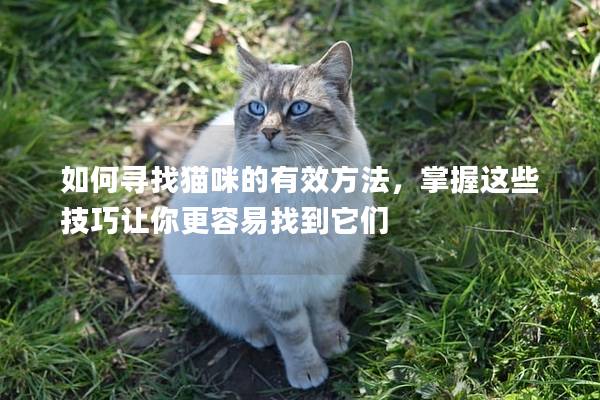 如何寻找猫咪的有效方法，掌握这些技巧让你更容易找到它们