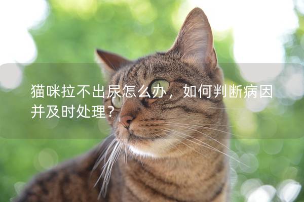 猫咪拉不出尿怎么办，如何判断病因并及时处理？