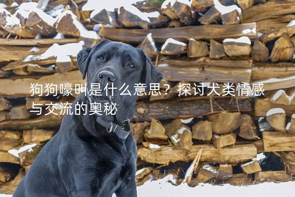 狗狗嚎叫是什么意思？探讨犬类情感与交流的奥秘