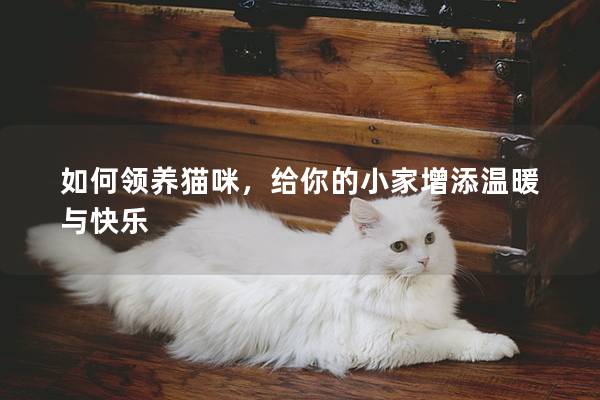 如何领养猫咪，给你的小家增添温暖与快乐