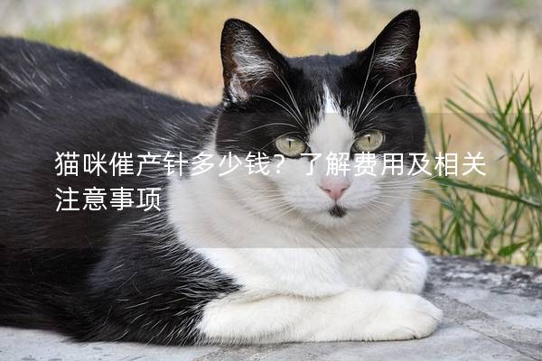 猫咪催产针多少钱？了解费用及相关注意事项