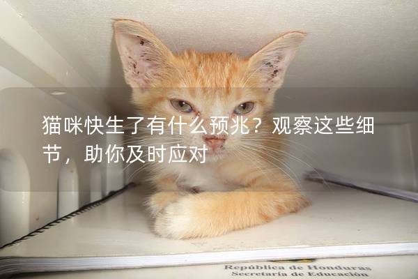 猫咪快生了有什么预兆？观察这些细节，助你及时应对