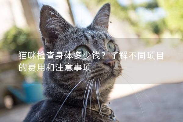 猫咪检查身体多少钱？了解不同项目的费用和注意事项