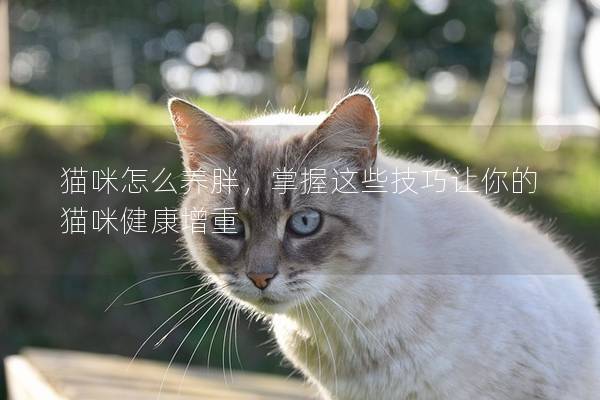 猫咪怎么养胖，掌握这些技巧让你的猫咪健康增重