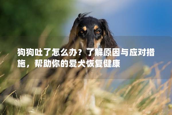 狗狗吐了怎么办？了解原因与应对措施，帮助你的爱犬恢复健康